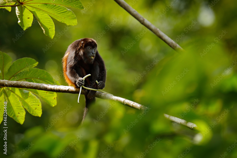 Obraz premium Black monkey. Mantled Howler Monkey Alouatta palliata in the nature habitat. Black monkey feeding in forest. Black monkey in the tree. Animal in Costa Rica national park. Animal in the tropic forest.