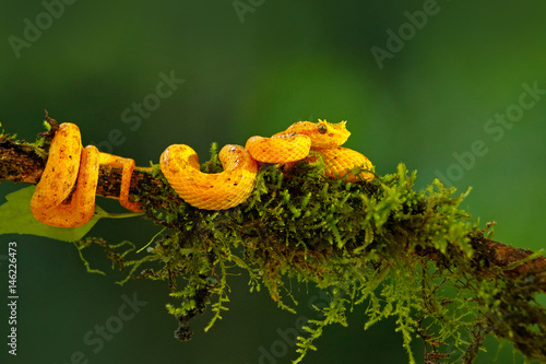 Poison Eyelash Palm Pitviper, Bothriechis schlegeli, on the green moss branch. Venomous snake in the nature habitat. Poisonous animal from South America. Dangerous yellow snake in the nature habitat. photo