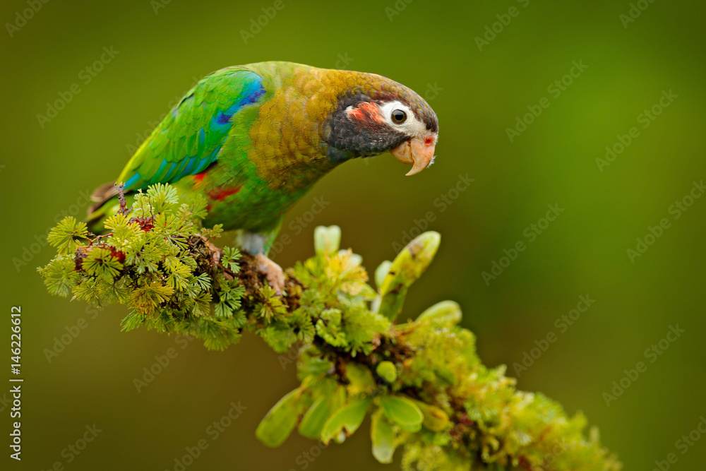 Brown-hooded Parrot, Pionopsitta haematotis, portrait light green parrot with brown head. Detail close-up portrait bird.  Bird from Central America. Wildlife scene, tropic nature. Bird from Costa Rica
