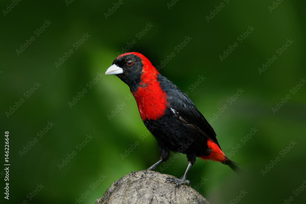 Crimson-collared Tanager, Ramphocelus sanguinolentus, exotic tropic red and black song bird form Costa Rica, in the green forest nature habitat. Beautiful tropic bird from South America. Stock Photo | Adobe Stock