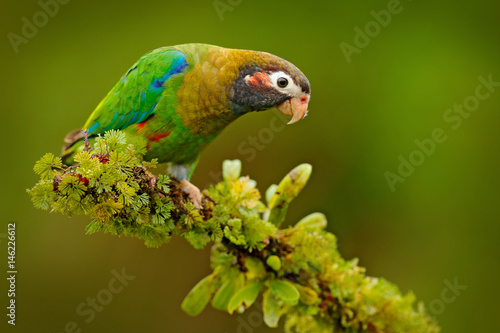 Brown-hooded Parrot, Pionopsitta haematotis, portrait light green parrot with brown head. Detail close-up portrait bird. Bird from Central America. Wildlife scene, tropic nature. Bird from Costa Rica