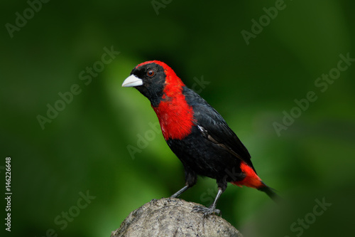 Φωτογραφία Crimson-collared Tanager, Ramphocelus sanguinolentus, exotic tropic red and black song bird form Costa Rica, in the green forest nature habitat
