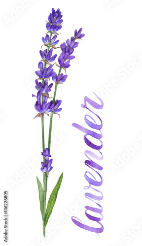 Watercolor illustration of lavender
