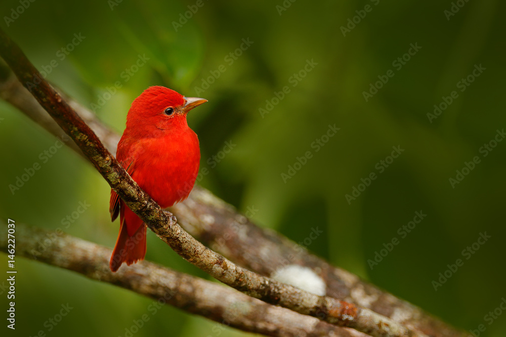 Summer Tanager, Piranga rubra, red bird in the nature habitat. Tanager sitting on the green palm tree. Birdwatching in Costa Rica. Wildlife scene from nature, Laguna de Lagarta Lodge, Costa Rica. Summer Tanager, Piranga rubra, red bird in the nature habitat. Tanager sitting on the green palm tree. Birdwatching in Costa Rica. Wildlife scene from nature, Laguna de Lagarta Lodge, Costa Rica.