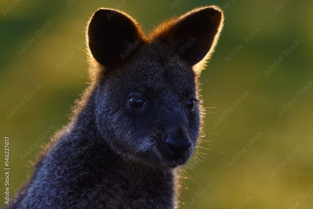 Swamp wallaby, Wallabia bicolor, is a small macropod marsupial of eastern Australia, this kangaroo is also commonly known as the black wallaby, beautiful head portrait with nice morning back light Swamp wallaby, Wallabia bicolor, is a small macropod marsupial of eastern Australia, this kangaroo is also commonly known as the black wallaby, beautiful head portrait with nice morning back light