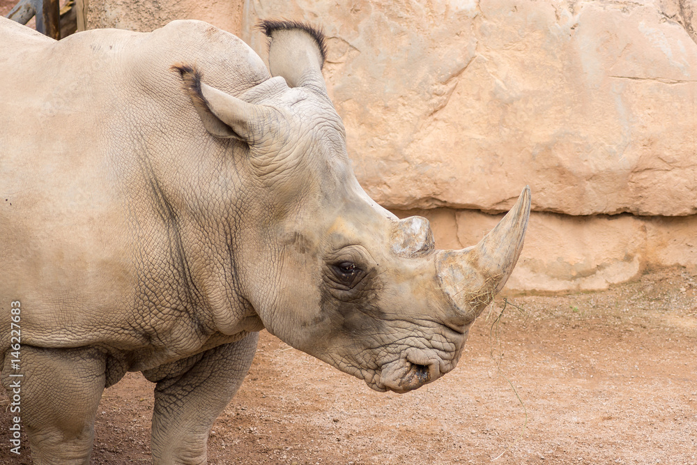 Obraz premium Rhinoceros also known as rhino, Lonely specimen in a bio park, Detail of head and horn sad eyes