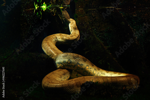 Green anaconda in the dark water, underwater photography, big snake in the nature river habitat, Pantanal, Brazil