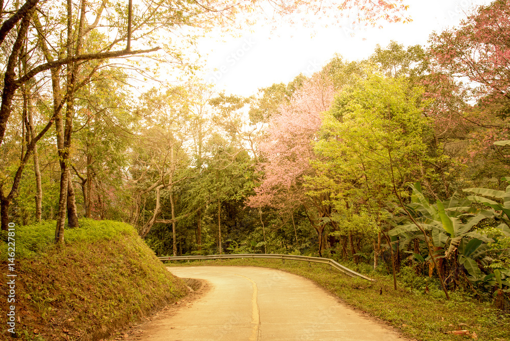 Naklejka premium mountain road with sunlight to phu chi fah chiang rai thailand