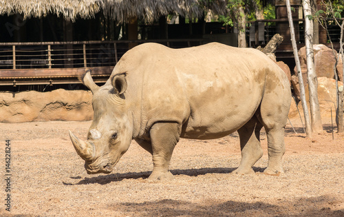 Rhinoceros also known as rhino, Lonely specimen in a bio park