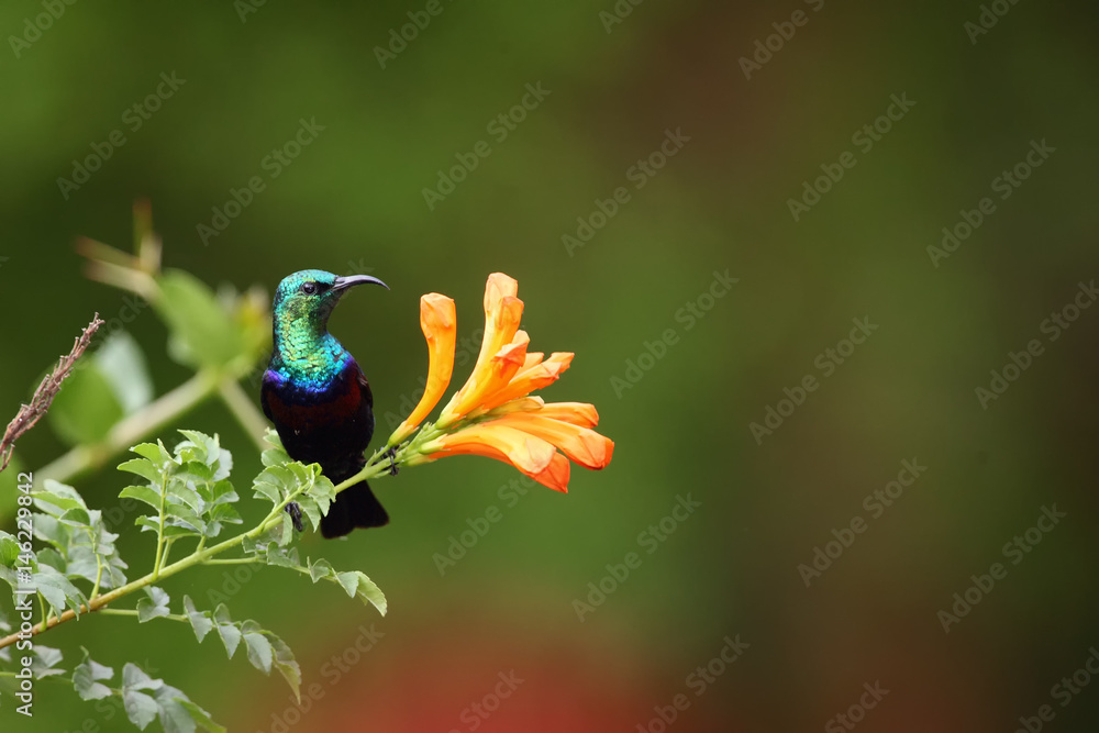 Obraz premium The purple-banded sunbird (Cinnyris bifasciatus) sitting on the flower