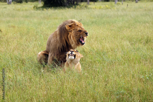 The southwest african lion or Katanga lion (panthera leo bleynberghi) mating in the savanna