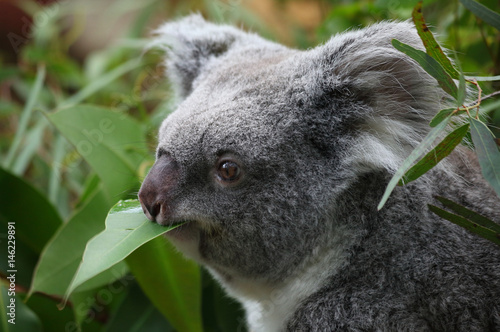 Fototapeta Naklejka Na Ścianę i Meble -  Fressender Koala