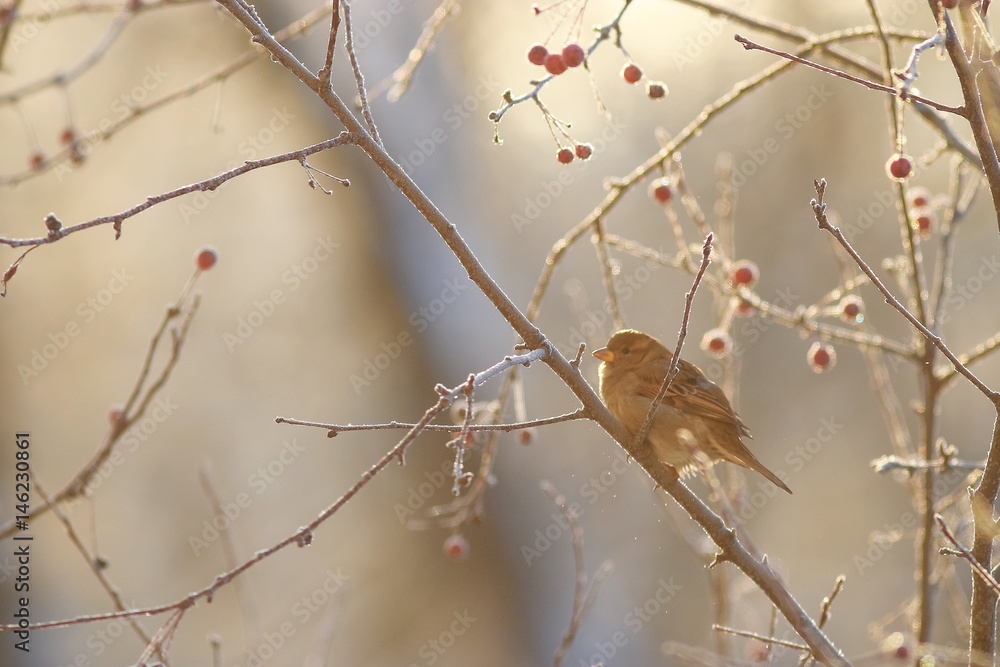The bird is sitting on a branch The bird is sitting on a branch