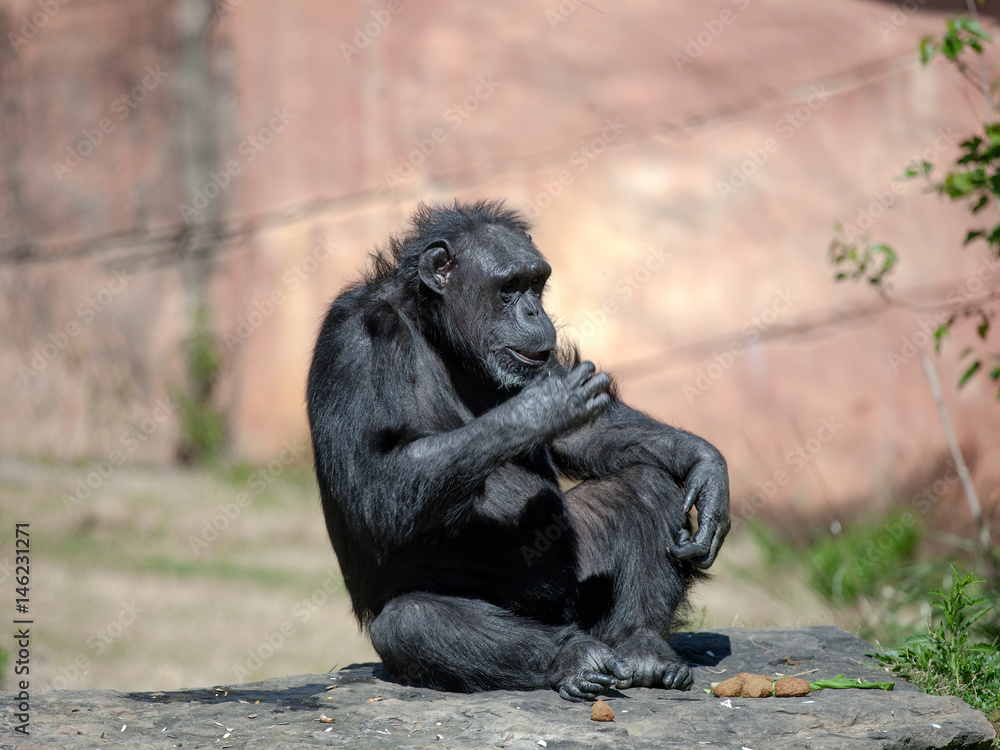 Chimp Sitting in the Sun at the Zoo