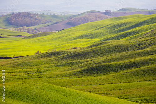 Typical Tuscan landscape - green waves