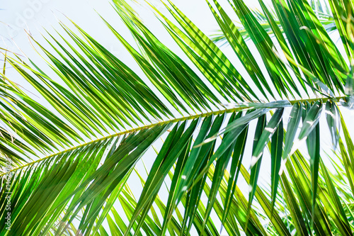 Palm leaves in tropics  natural texture. Tropical palm and sky