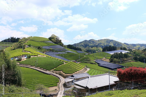 Tea Plantation of Kyoto Japan