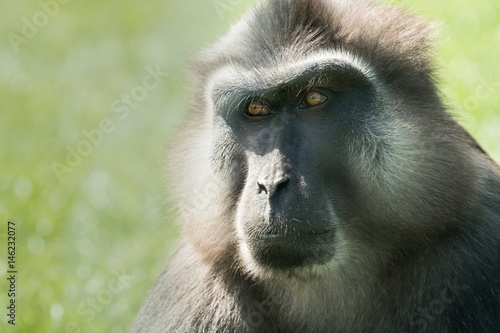 macaque singe portrait tête regard animal © shocky