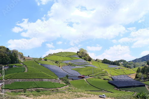 Tea Plantation of Kyoto Japan