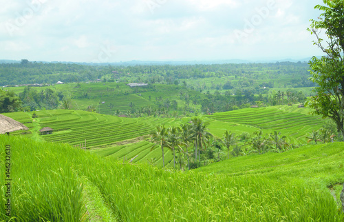 Jatileuwih green terraced rice fields panorama view underneath cloudy sky in Bali, Indonesia.