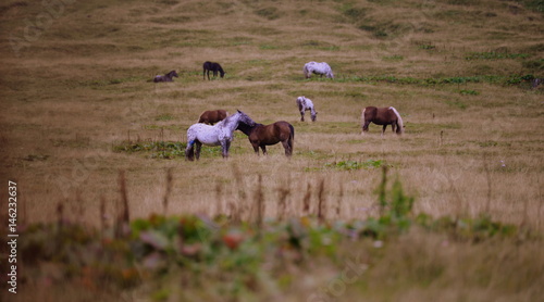 easy life, a group of mustangs grazing peacefuly in the morning light photo