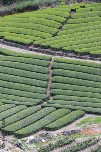 Tea Plantation of Kyoto Japan photo