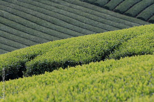 Tea Plantation of Kyoto Japan