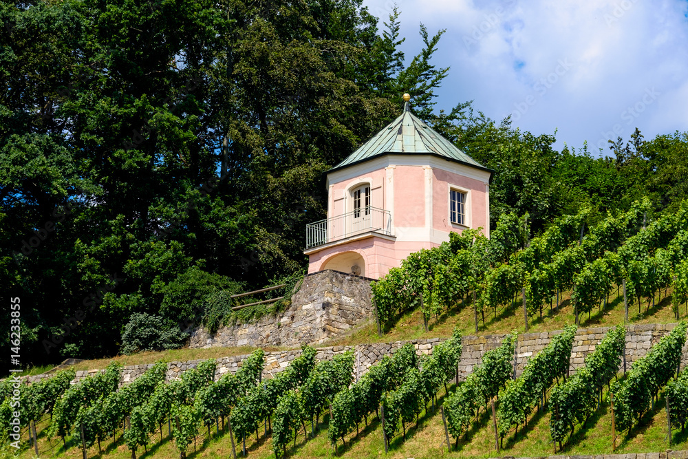 Weinberg am Elbufer Weinberg am Elbufer