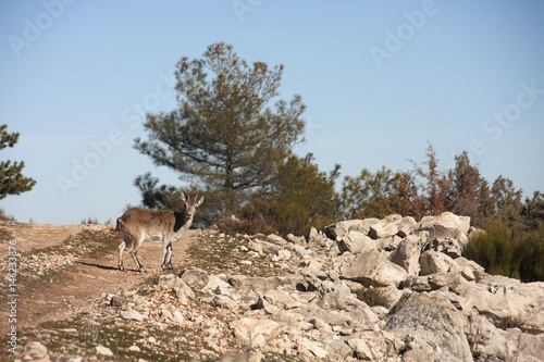 capra pyrenaica