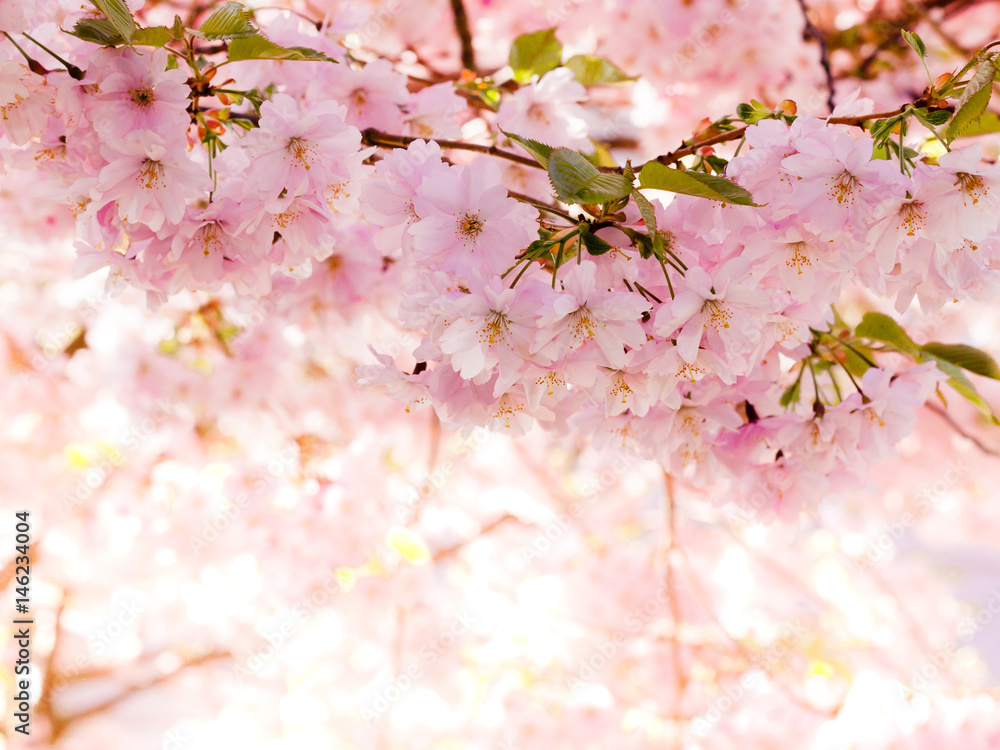 Fototapeta premium abstrakt rosa körsbärsblommor med utrymme att lägga in egen text