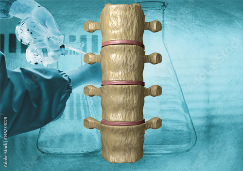 Visão posterior da coluna vertebral humana photo