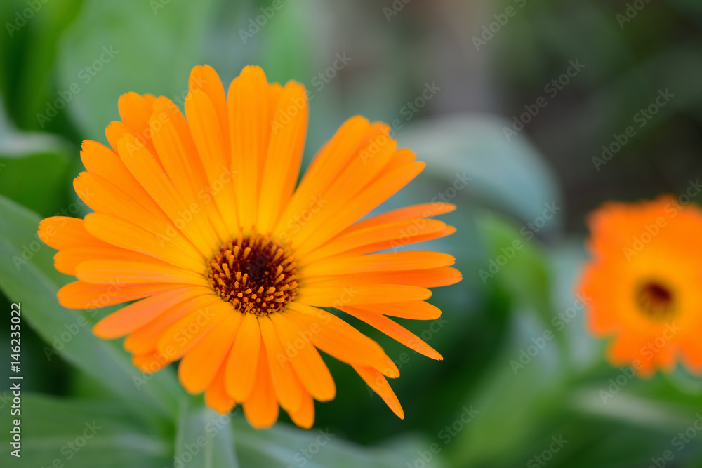 Macro orange beautiful flowers in the garden. Bokeh. Close up. Macro orange beautiful flowers in the garden. Bokeh. Close up.