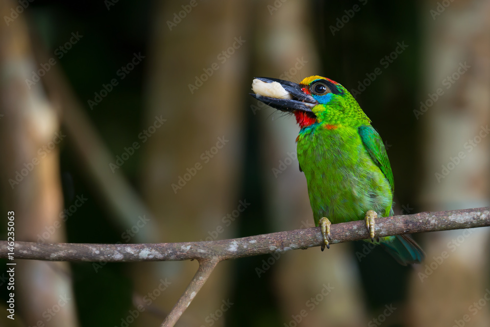 What a sweet banana..Colorful bird,Red-throated barbet ( Megalaima mystacophanos ) perching on branch with banana in mouth.. What a sweet banana..Colorful bird,Red-throated barbet ( Megalaima mystacophanos ) perching on branch with banana in mouth..