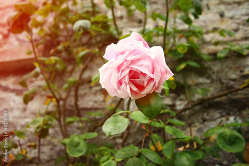 Wallpaper Mural Pink rose in the garden. Torontodigital.ca