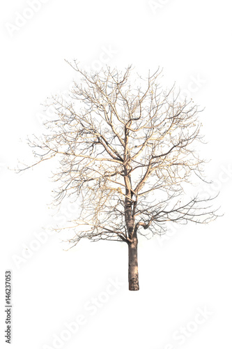Tree isolated © namotrips