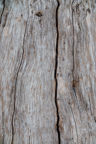 Nature wood bark pattern or texture. Old rough tree brown natural wooden abstract background.