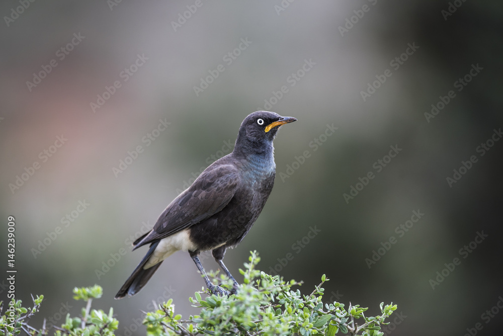Pied Starling