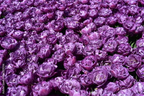 Purple tulips, Goztepe Park, Istanbul photo