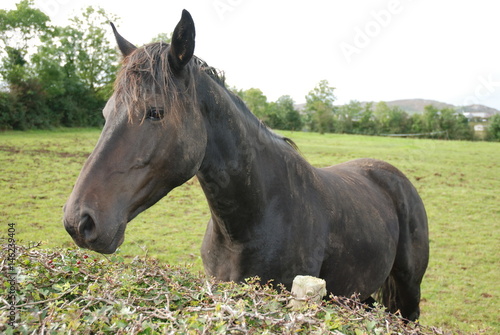 Fototapeta Naklejka Na Ścianę i Meble -  Irish Horse