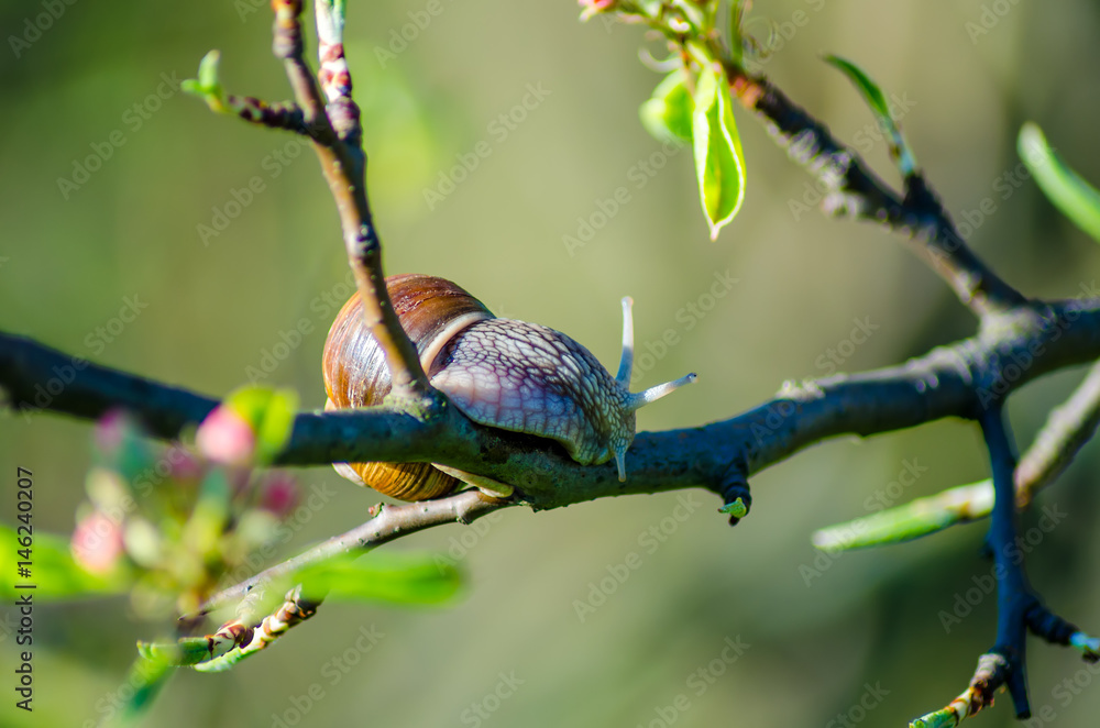 On a farm, snails creep along fruit trees.