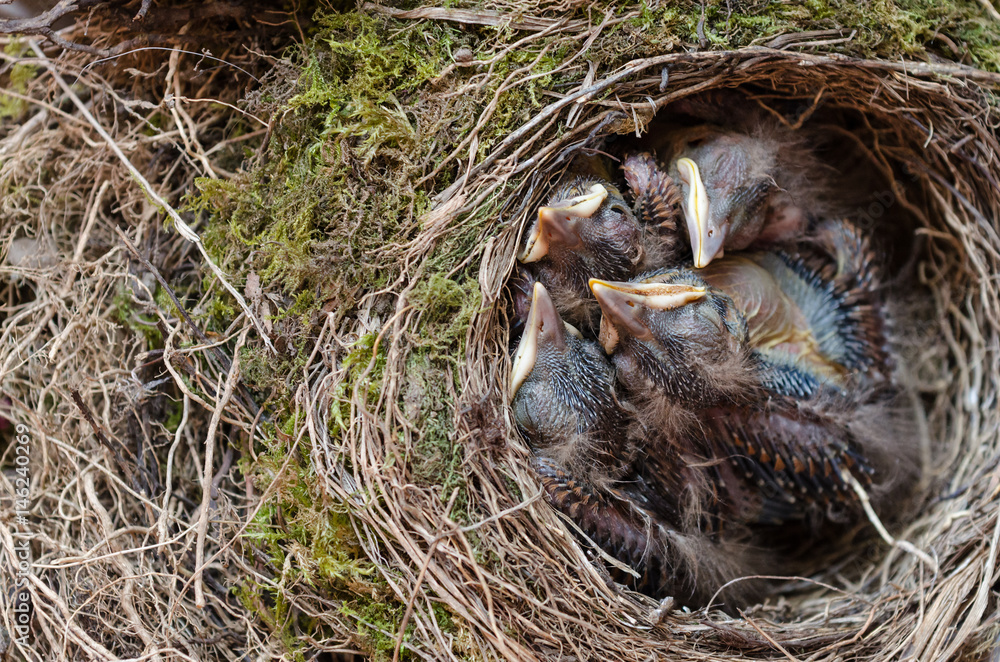 Drossel Vogel Küken im Nest Drossel Vogel Küken im Nest
