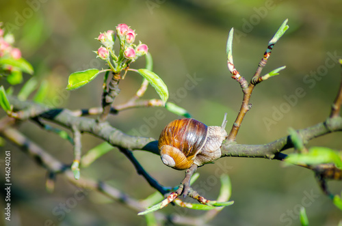 On a farm, snails creep along fruit trees.