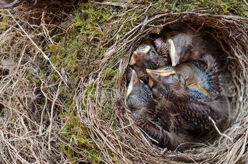 Drossel Vogel Küken im Nest