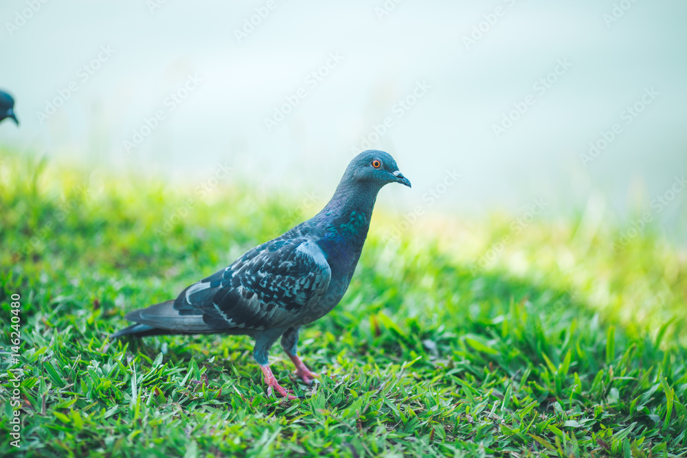 Pigeons are walking for food on grass. Pigeons are walking for food on grass.