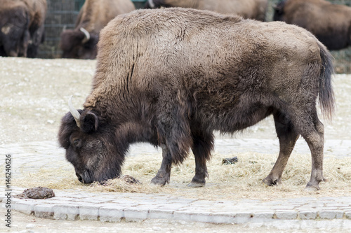 A bison grazing in the meadow