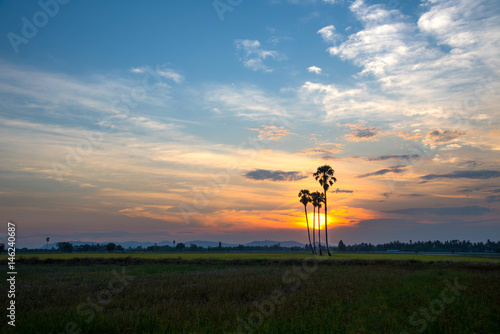 Silhouettes of palm trees against the sky during a tropical sunset. 