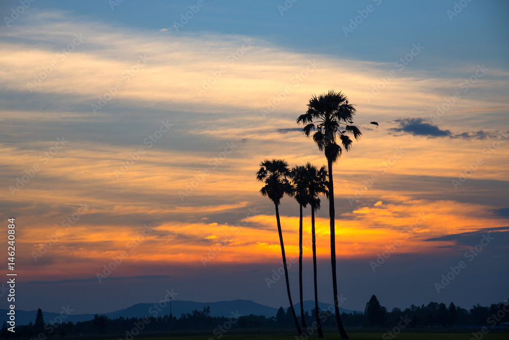 Silhouettes of palm trees against the sky during a tropical sunset.
