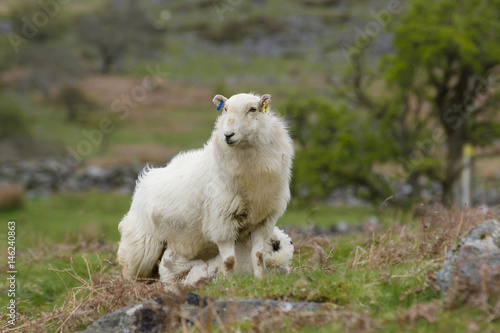 Welsh mountain sheep ewe feeding her lamb on a rugged hillside in Wales