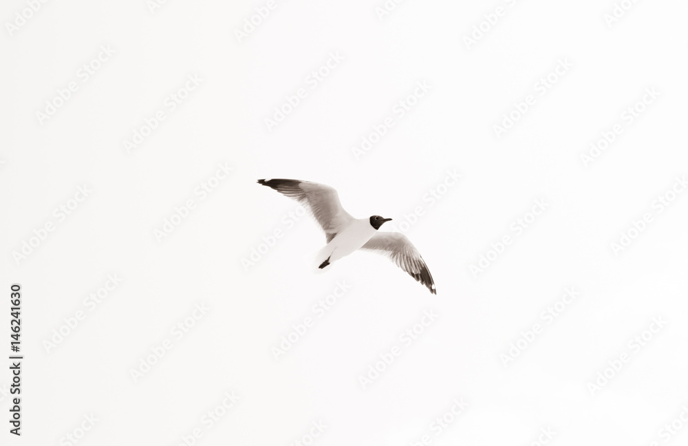 Obraz premium seagull in back and white