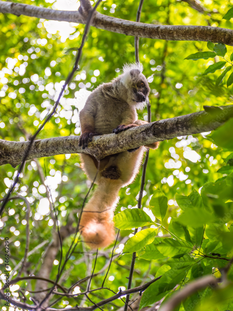 Fototapeta premium Lemur in Nosy Be, Madagascar